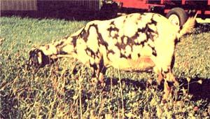 The ideal milker, young or old, will always look pregnant. Notice this one's "pear shaped" body.